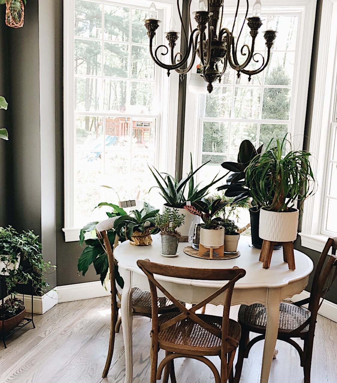 10 Best Houseplants for Beginners