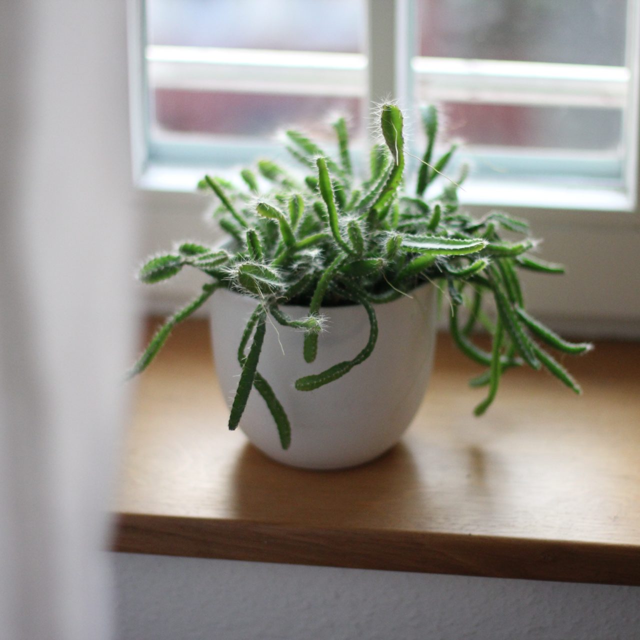 How to Revive a Dying Houseplant