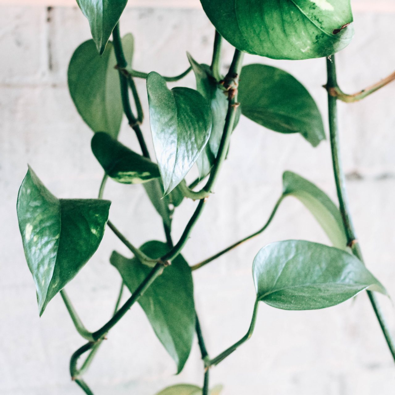 Best Indoor Climbing Plants