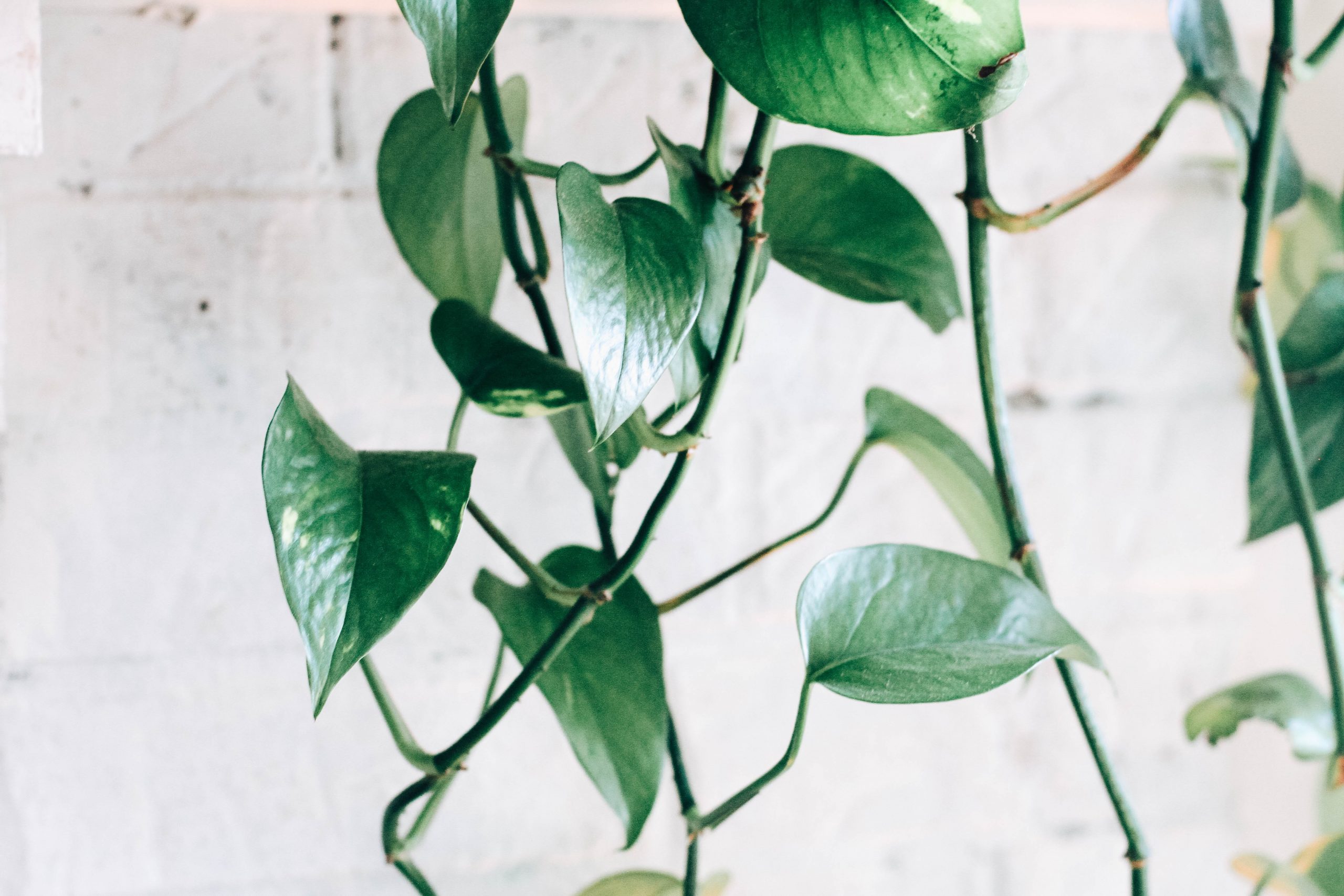 Best Indoor Climbing Plants - Fancy Plants Club
