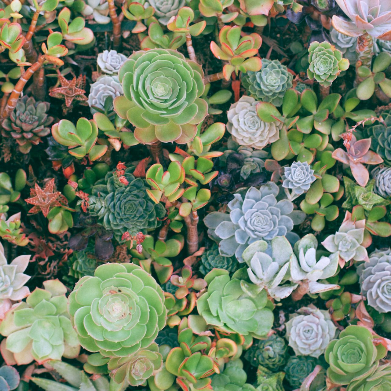 Succulents for Beginners