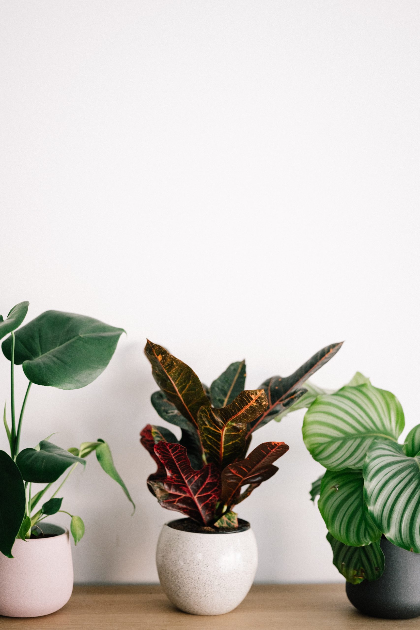 The Health Benefits of Houseplants