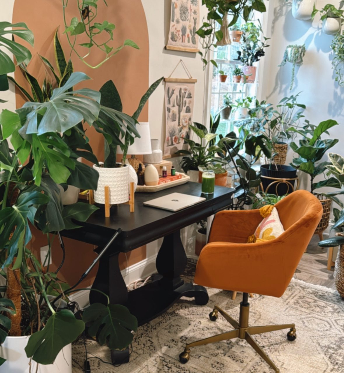 5 Things I Wish I Knew Before Collecting Houseplants